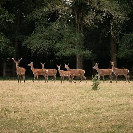 Chateau Du Perray بيت للعطل Saint-Mars-du-Désert