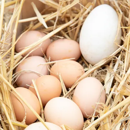 بيت للعطل Chateau Du Perray *