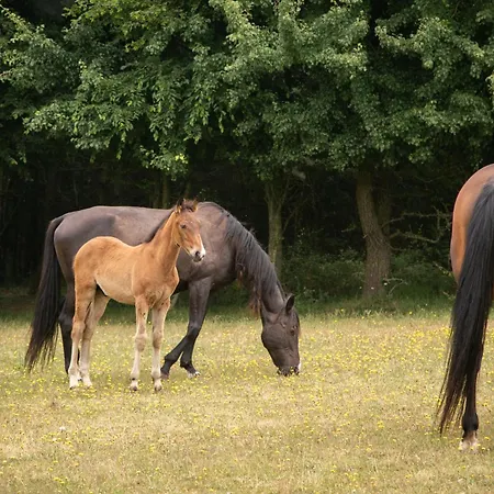 בית נופש Chateau Du Perray *