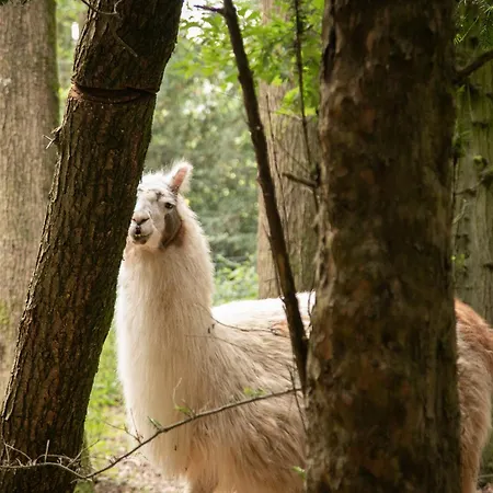 Chateau Du Perray בית נופש Saint-Mars-du-Désert