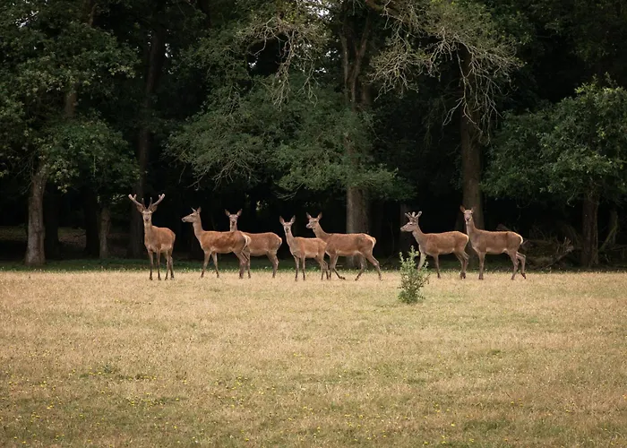 Chateau Du Perray Feriehus Saint-Mars-du-Désert
