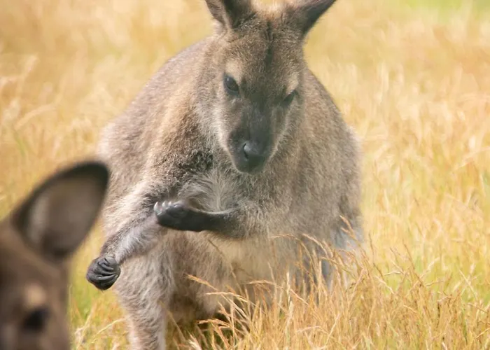 Chateau Du Perray Feriehus Saint-Mars-du-Désert