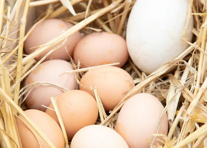 Feriehus Chateau Du Perray *