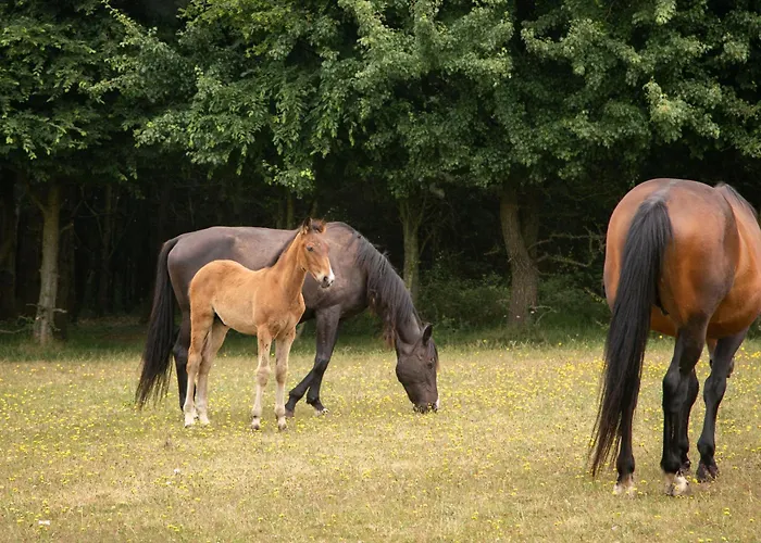 Feriehus Chateau Du Perray *