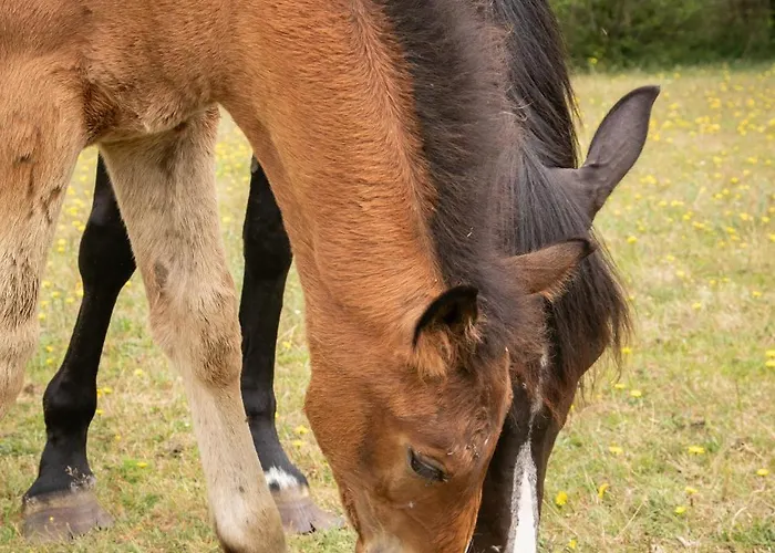 Chateau Du Perray * Saint-Mars-du-Désert
